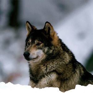 Meet your Posher, Neil